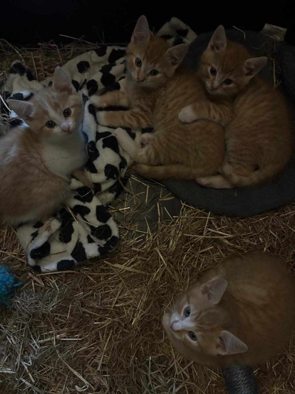 Kittens