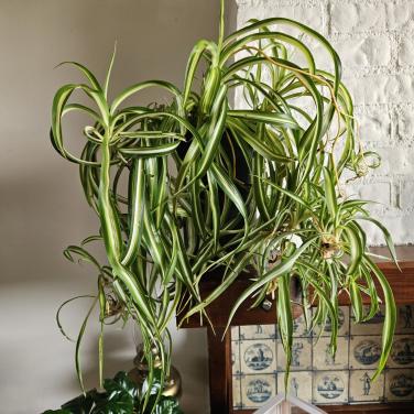 Krul graslelie