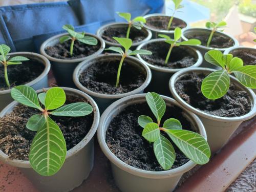 Jonge Euphorbia plantjes