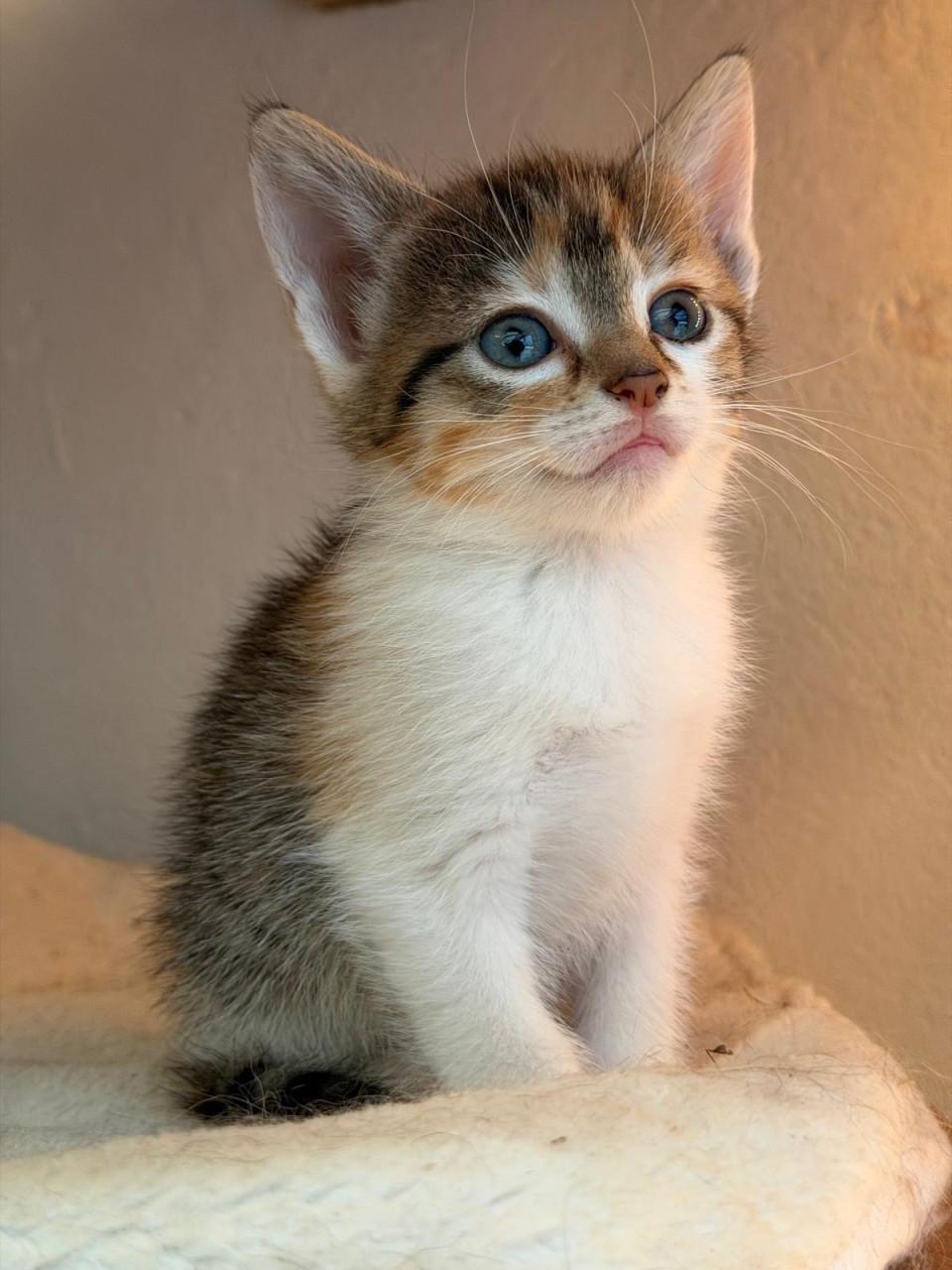 Prachtige kittens