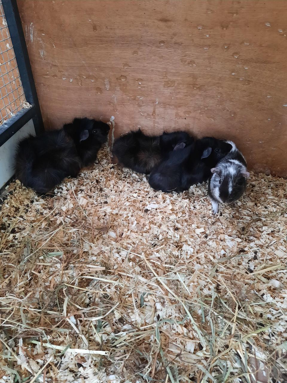 Ruime keuze cavia's en konijnen