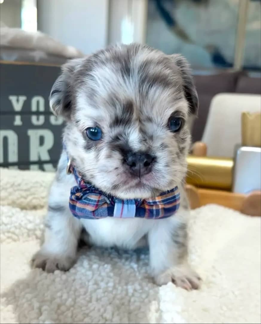 Schattige Franse Bulldog-puppy's ter adoptie