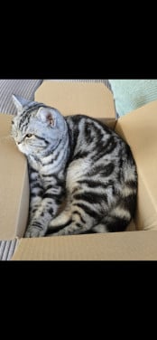 Verwacht. Eerste week juni. Brits korthaar kittens.