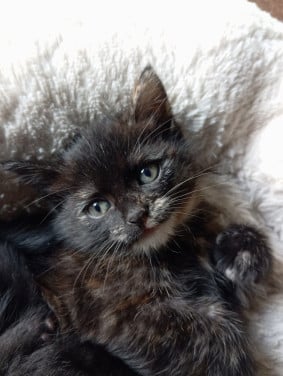 Kitten - vrouwtje