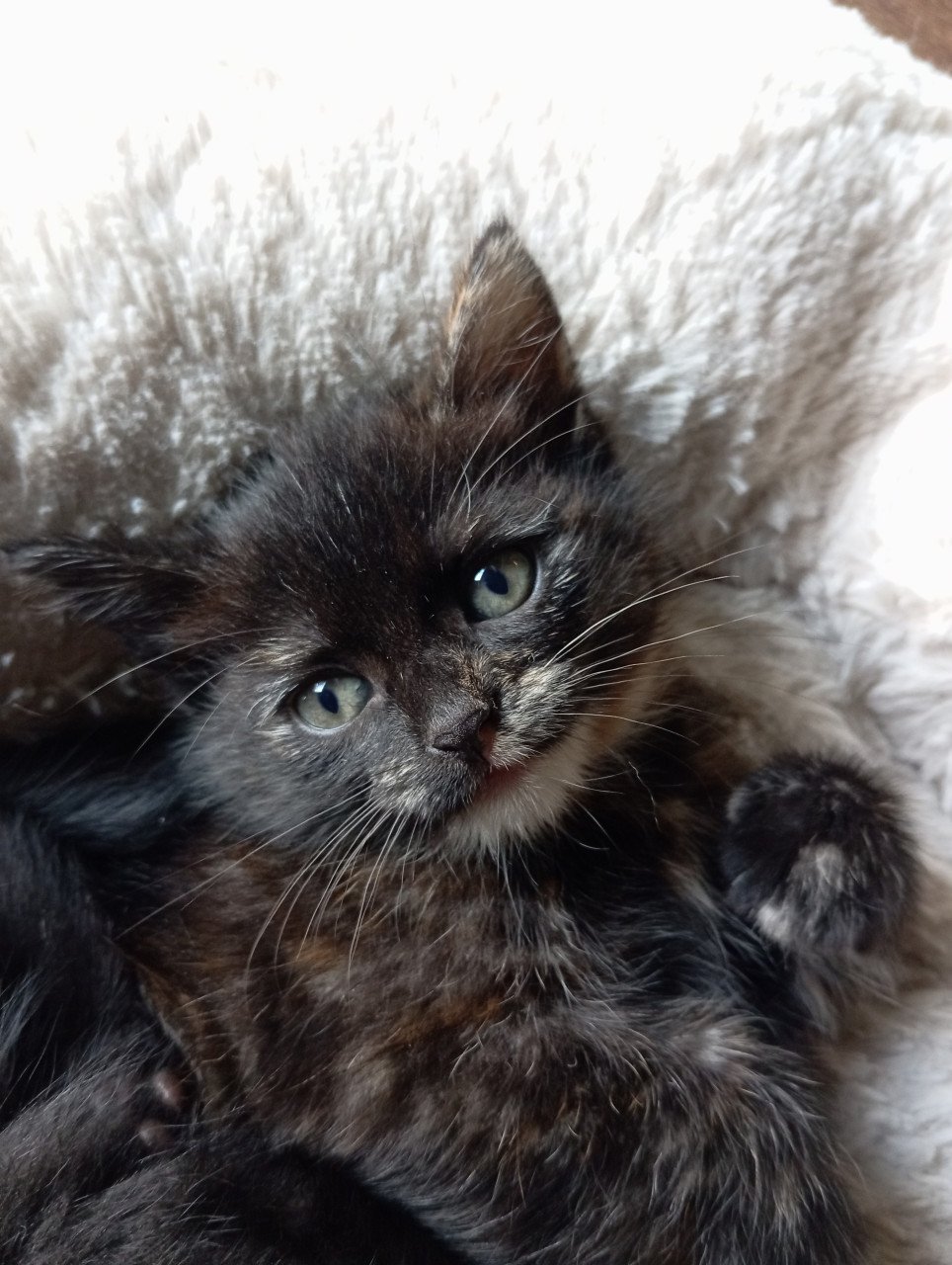 Kitten - vrouwtje