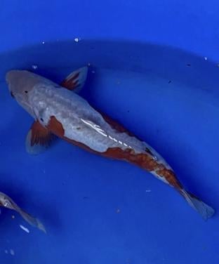 Nisai doitsu ochiba koi