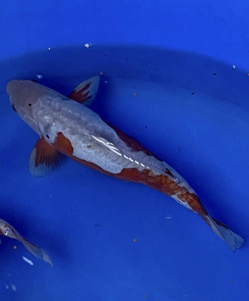 Nisai doitsu ochiba koi