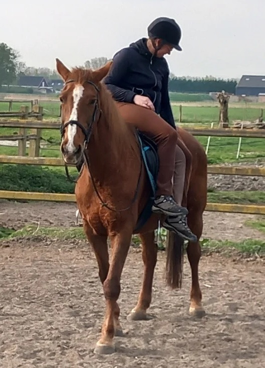 Fijne vos merrie te koop