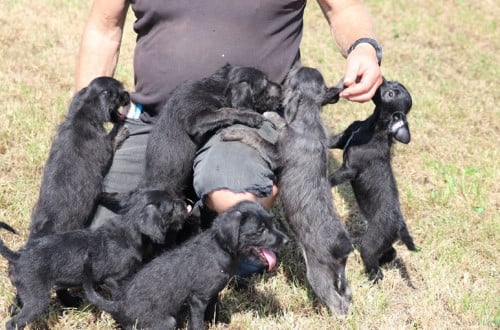 Super leuke kruising pups
