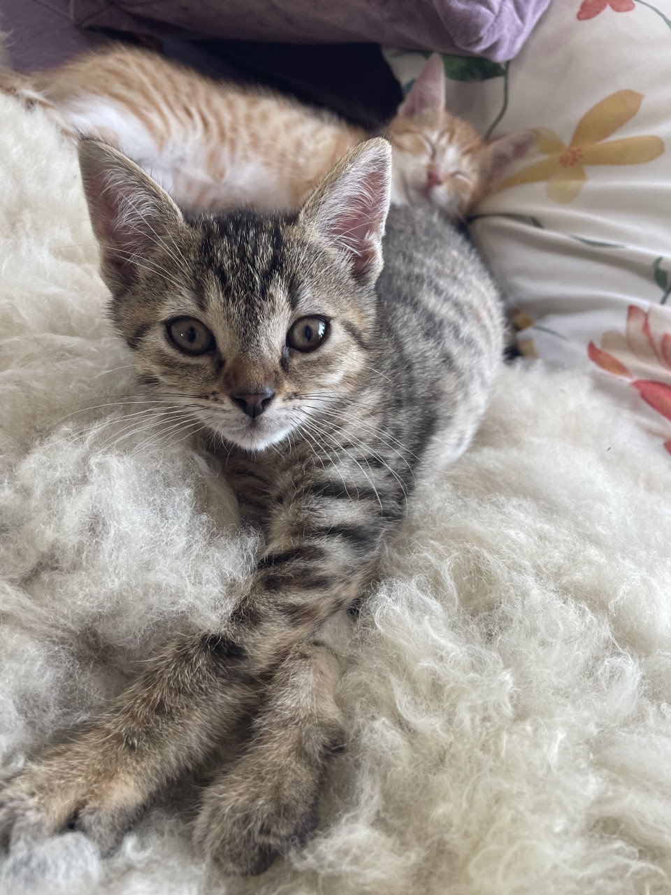 Kittens te koop