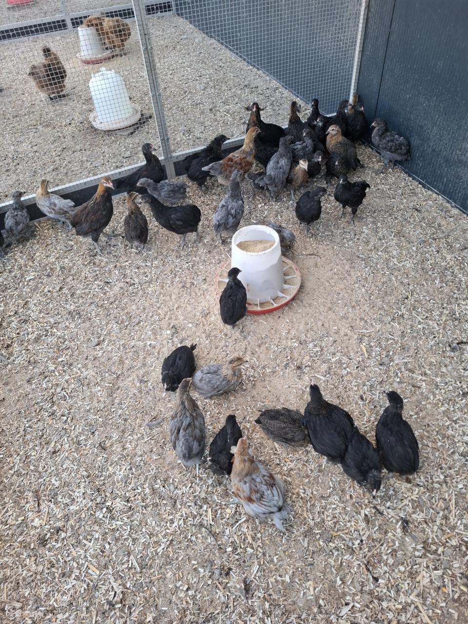 Kuikens van de araucana