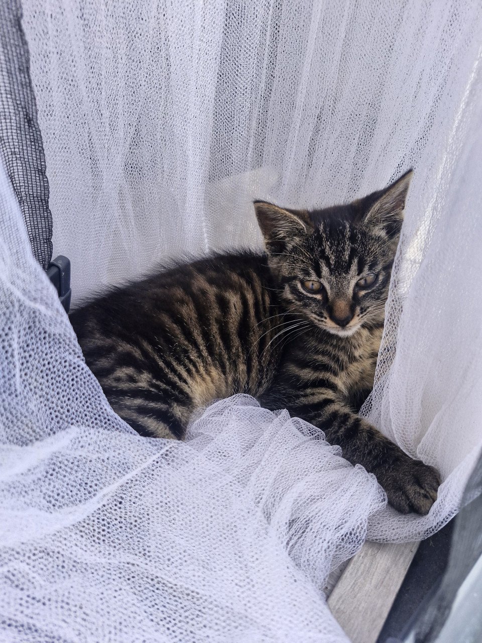 Kittens