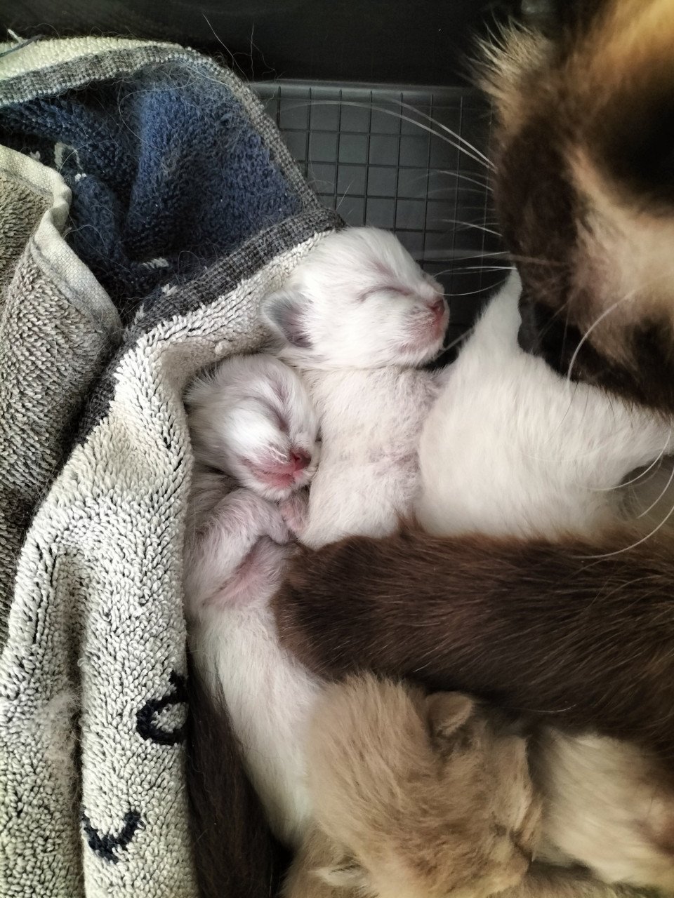 Super snoezige ragdoll kittens