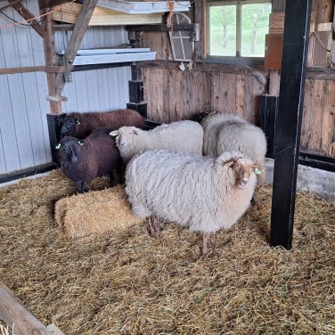 Schapenwol