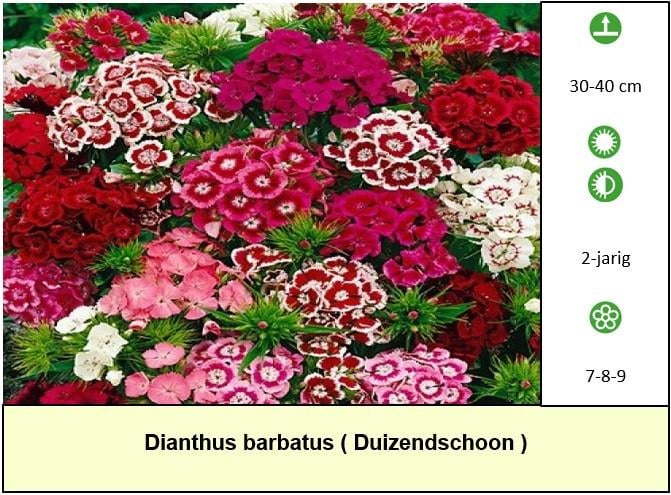 Mooie bijen,- en vlinderplanten in ons kraampje voor € 1,25 s/st. ++ TIP ++