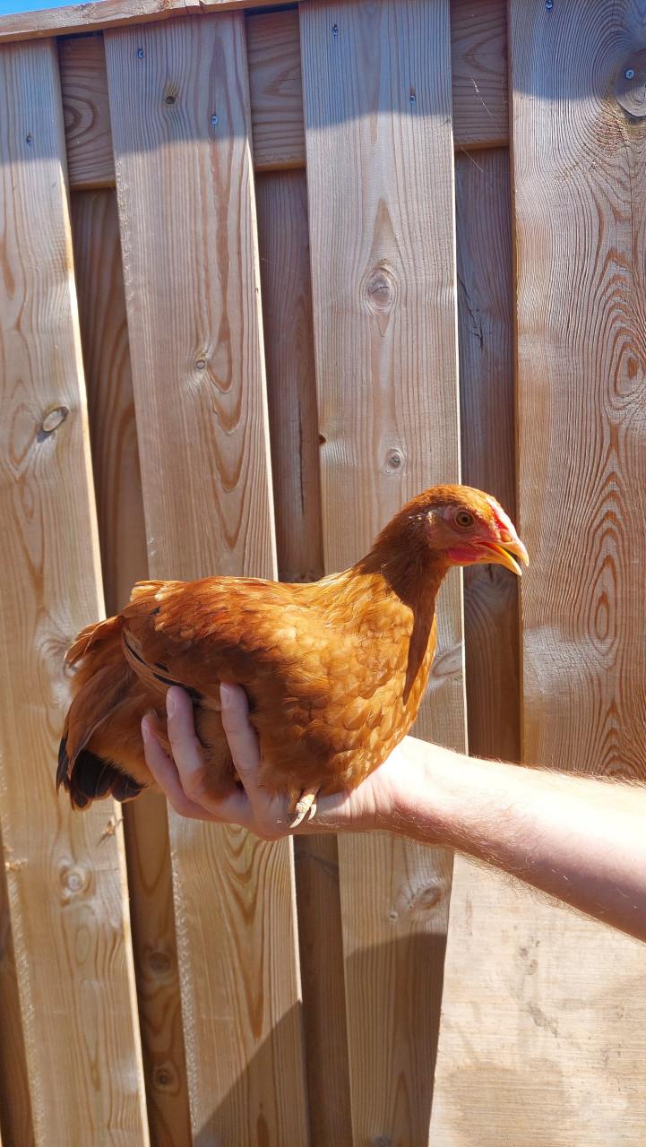 1 hen en 4 hanen zoeken een huisje!