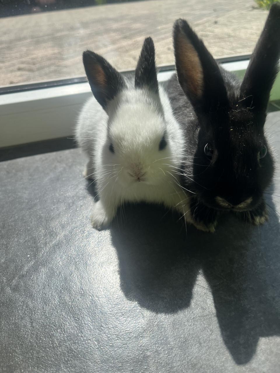 8 lieve baby konijntjes te koop