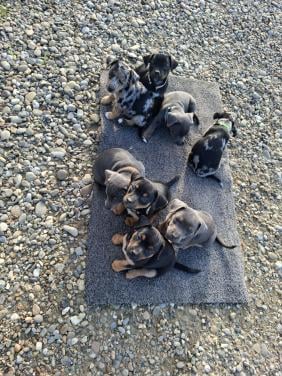 Jack russel pups