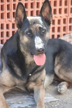 Alora Dog Rescue: Leo wacht al zo lang
