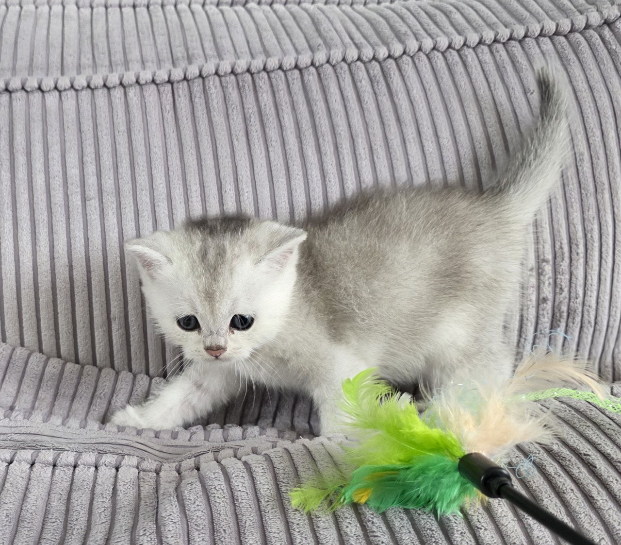 Brits korthaar silver tabby kittens (Whiskas)