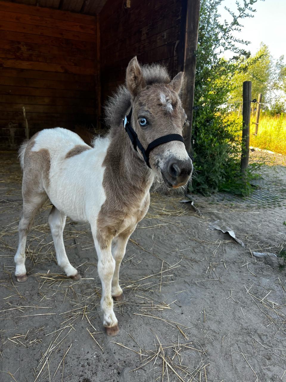 Shetland veulen