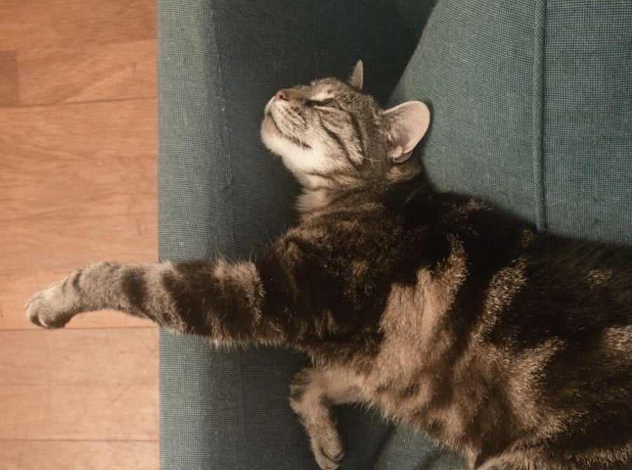 Poes zoekt nieuw fijn huisje