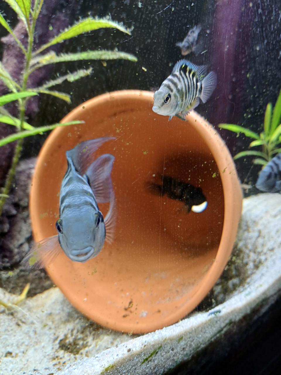 Zebra cichliden