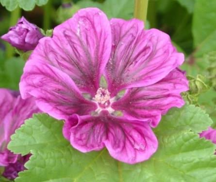 Zaden Groot Kaasjeskruid - Malva Sylvestris