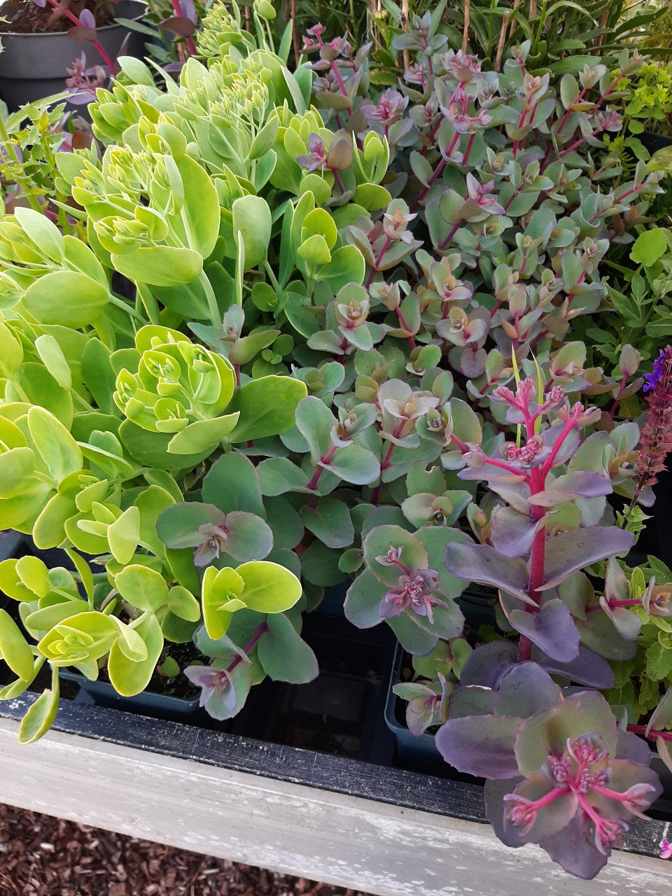 Bloeiende vaste planten