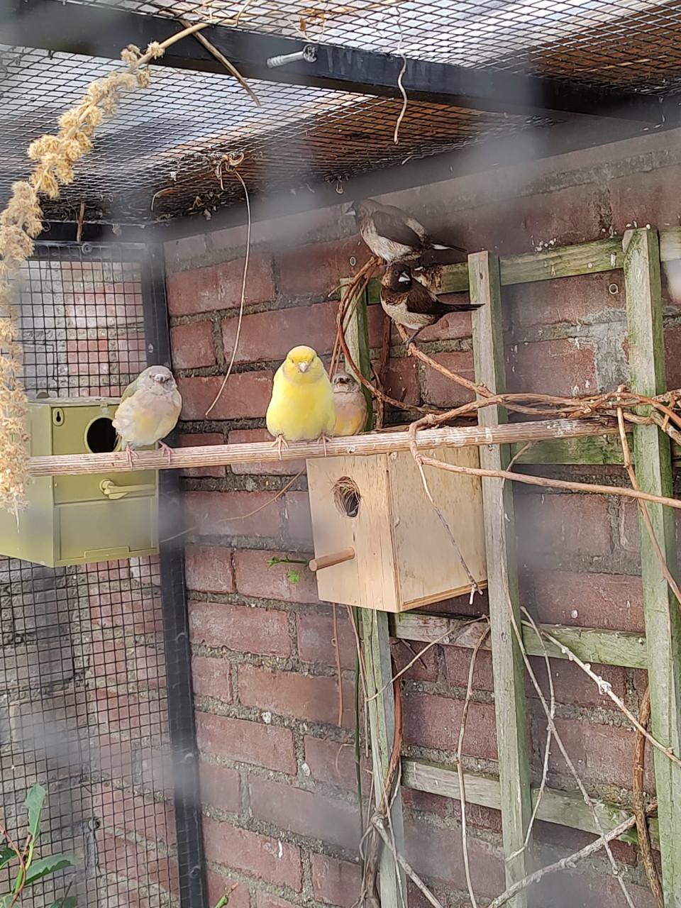 Gouldamadines