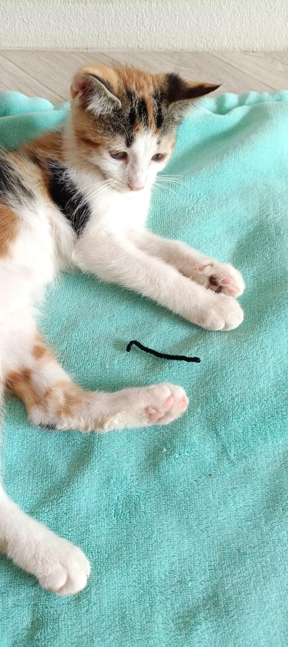 Mooie en lieve kittens