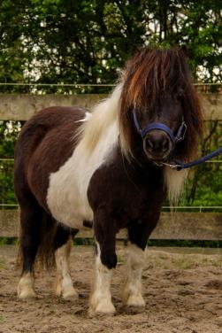 Zwartbonte 15 jarige Shetlander merrie