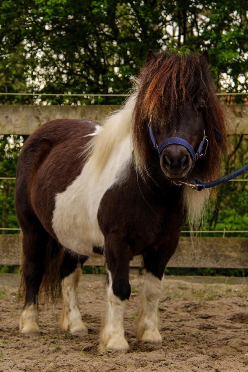 Zwartbonte 15 jarige Shetlander merrie
