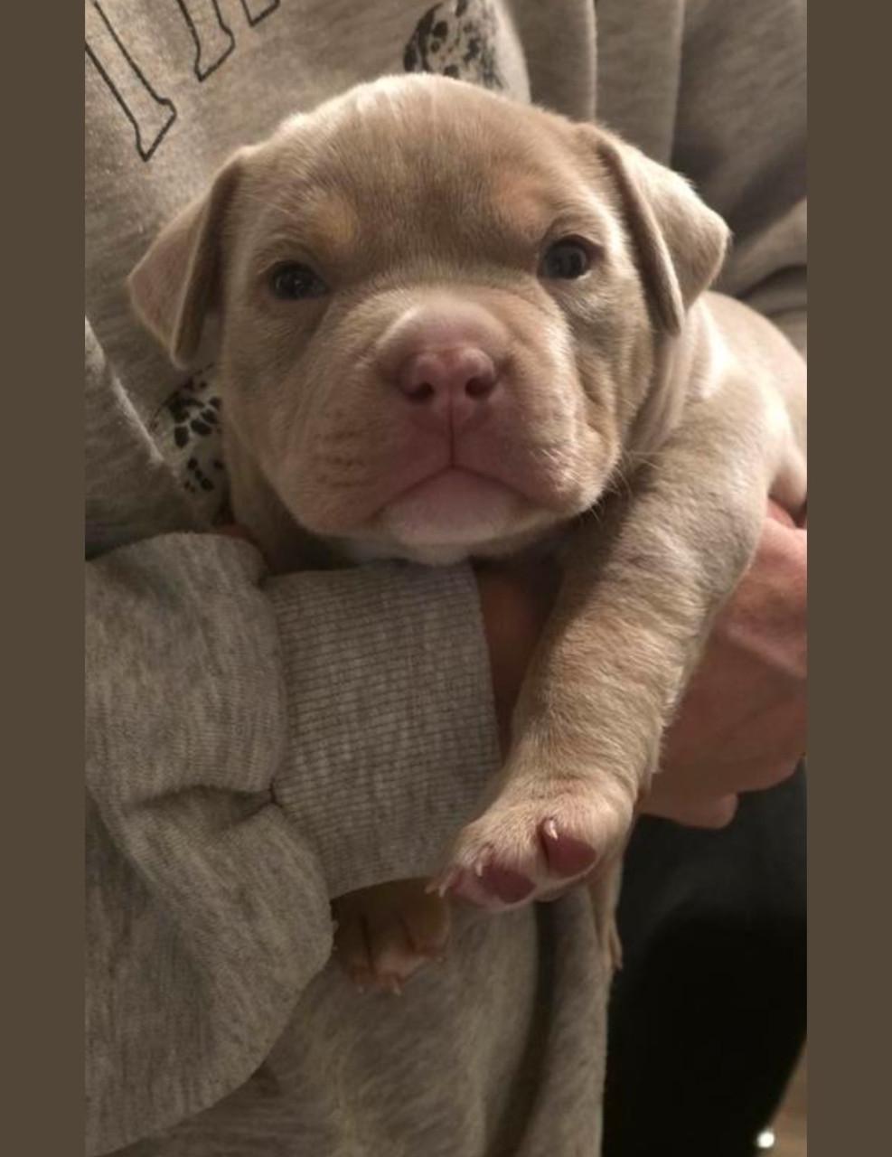 Micro extreem bully pup met stamboom