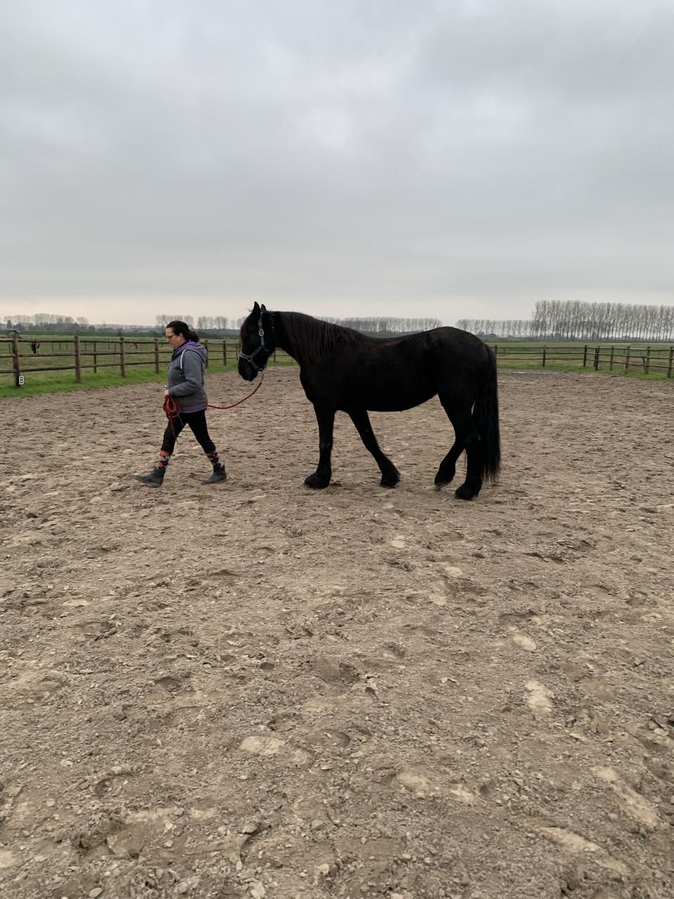 #Equi Pride# Grondwerk, rijden, gedrag, ESDr etc.