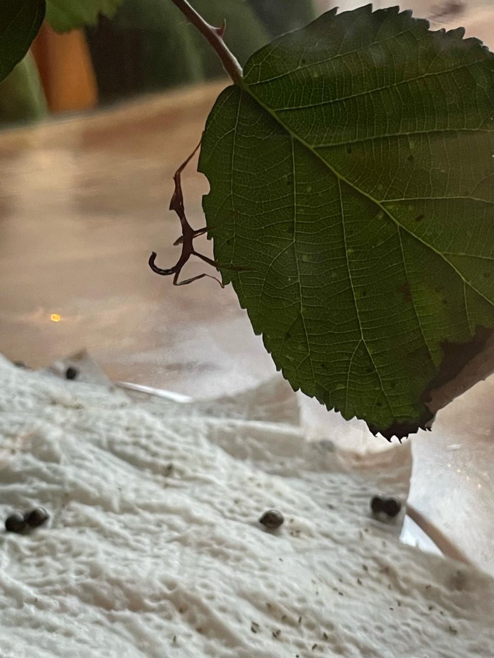 Australische flappentak