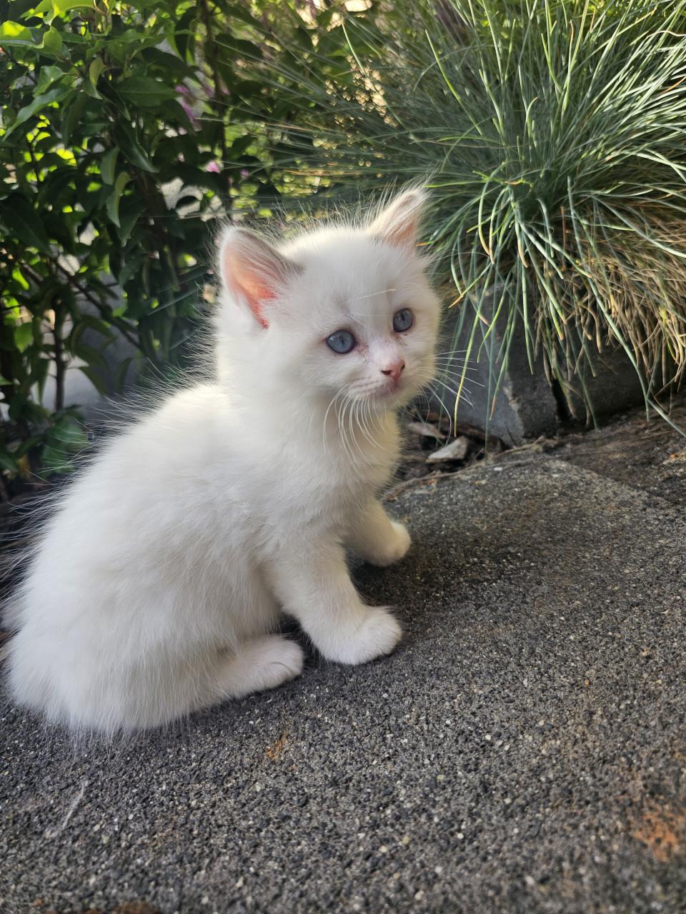 RAGDOLL  kittens