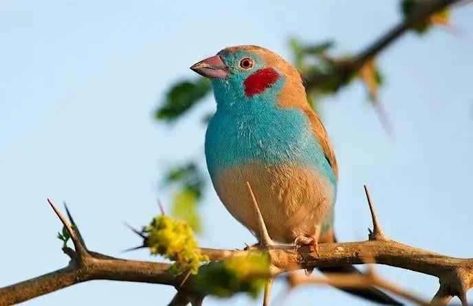 Ik ben op zoek naar prachtvinken koppels