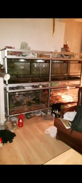 Stelling met 4+2 terrariums en toebehoren (zie omschrijving).