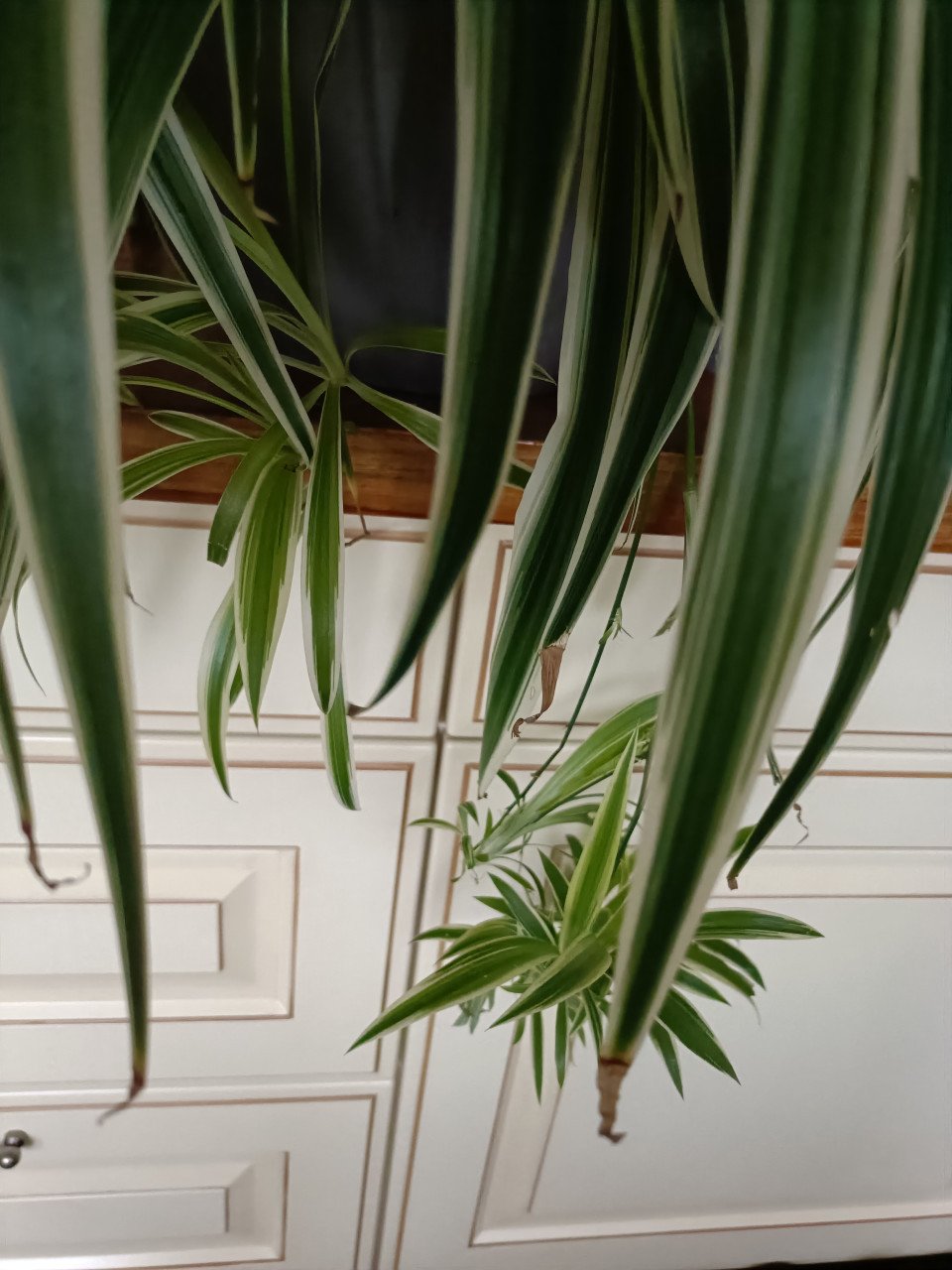 Kamerplanten en kleine courgette plantjes