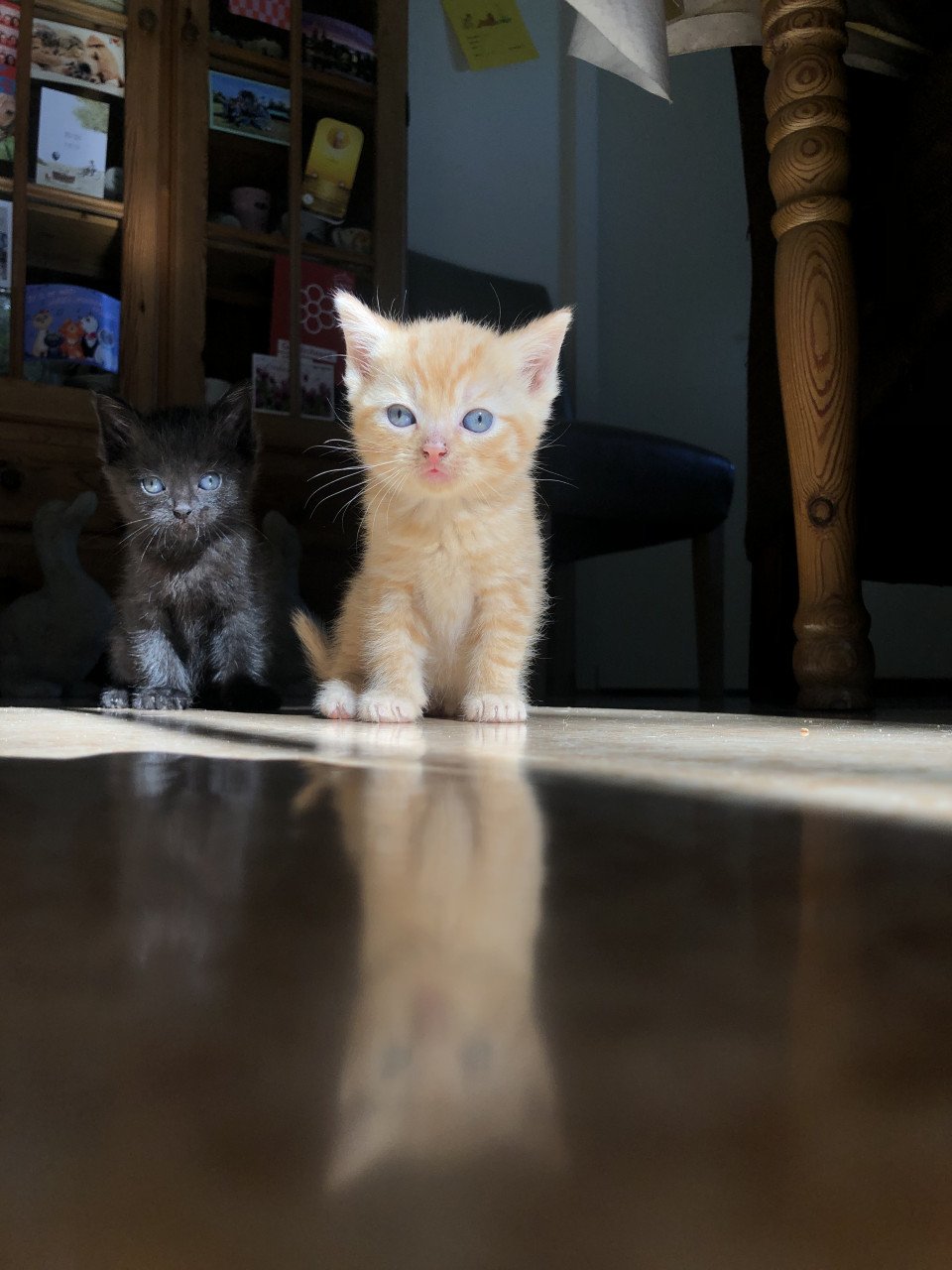 Rood Kitten vrouwtje