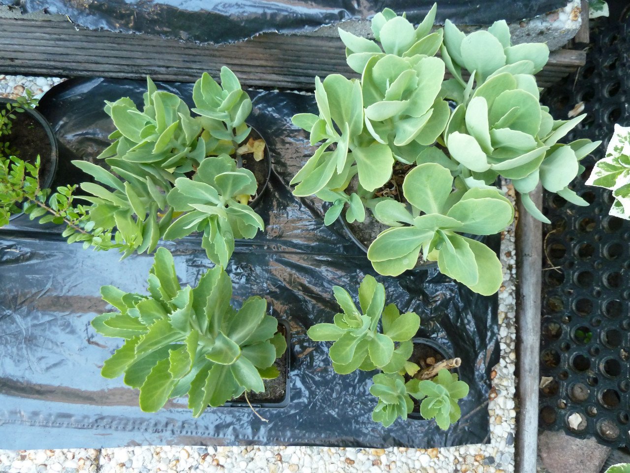 OPRUIMING VASTE PLANTEN