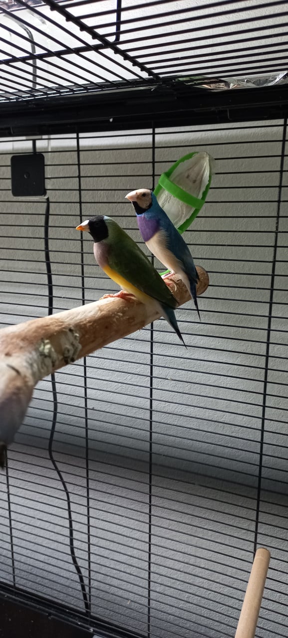 Koppel gouldamadines