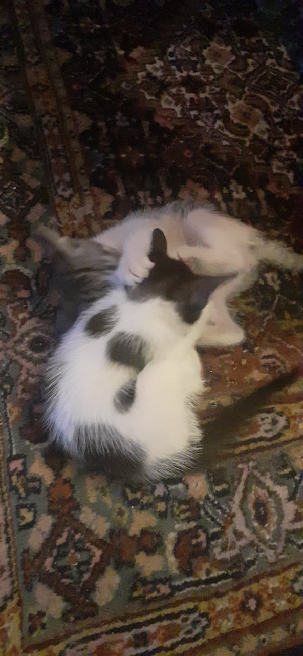 Warm nestje voor kittens gezocht😻
