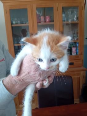 Kitten
