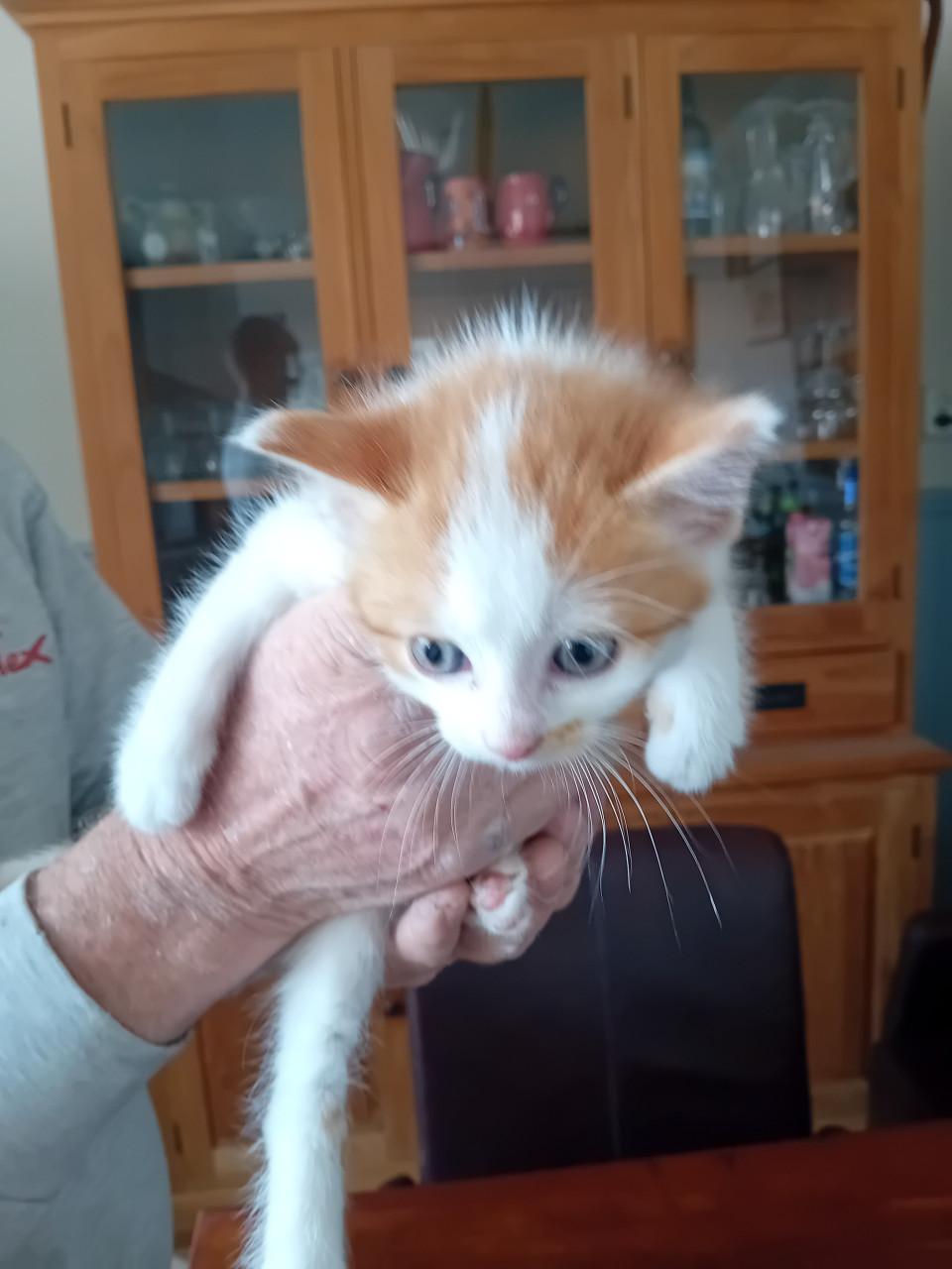Kitten