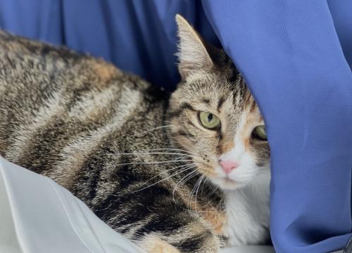 Lieve mooie volwassen poes