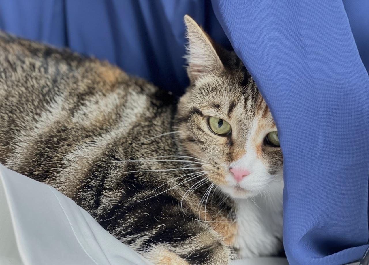 Lieve mooie volwassen poes