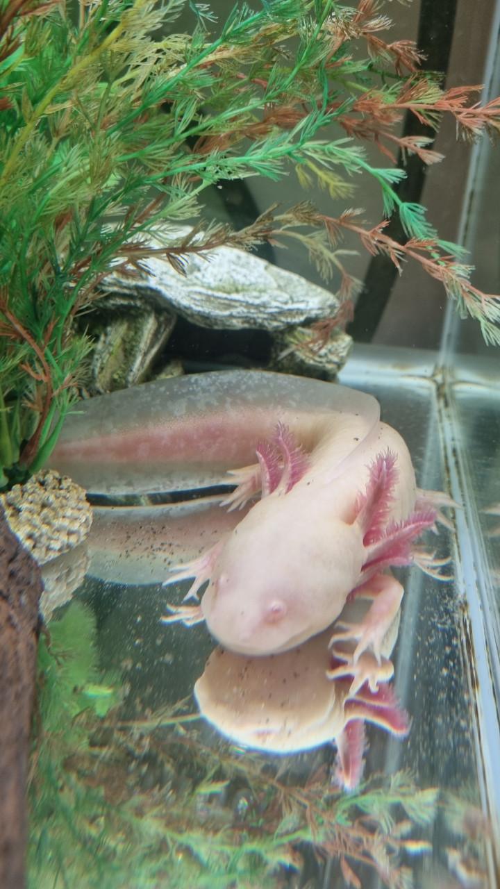Axolotl albino