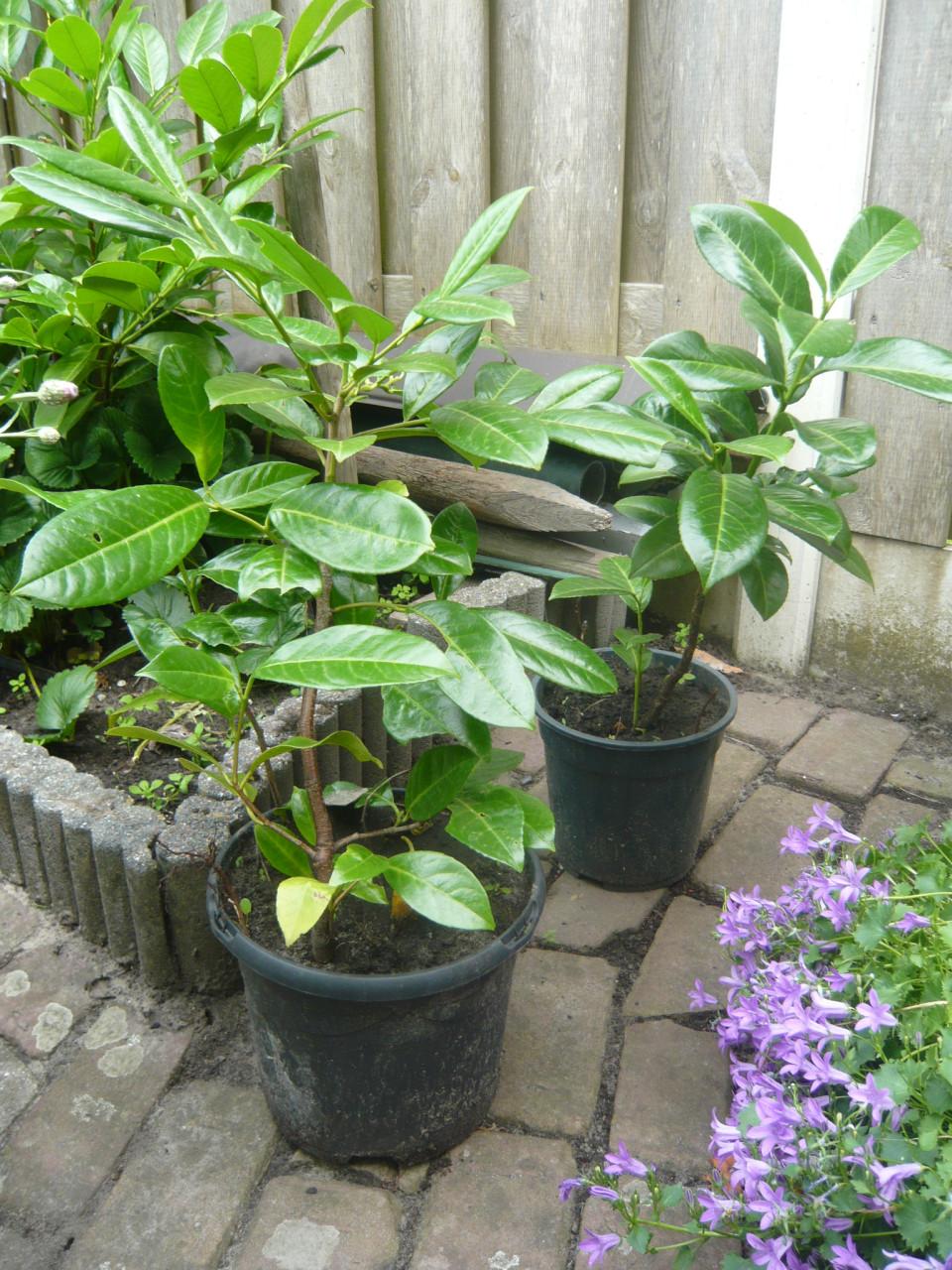 Laurier planten